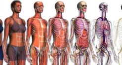 Anatomia umana 3D migliori siti e app